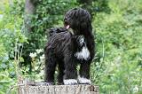 TERRIER DU TIBET 082